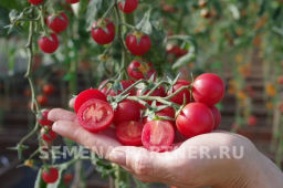 Томат Черрилулу - Партнер фото 4