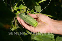 Огурец пчелоопыляемый Байконур - Партнер фото 3