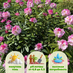 Рододендрон Бриджит