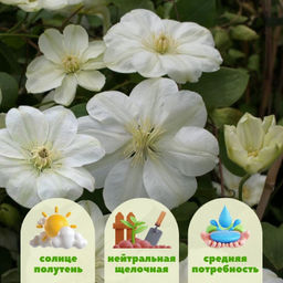 Клематис Мэри Клэр - Долина роз фото 2