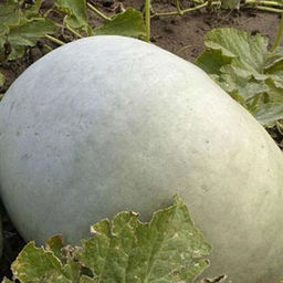 5114D Тыква Крупноплодная 1 5шт