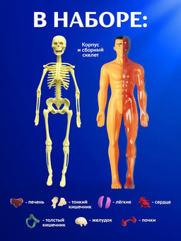 Набор для опытов Строение тела, анатомия человека - Эврики фото 15