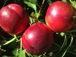 Нектарин Никитинский