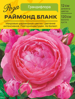 Роза Раймонд Бланк (Грандифлора) С ЦВ.НАКЛЕЙКОЙ 1шт