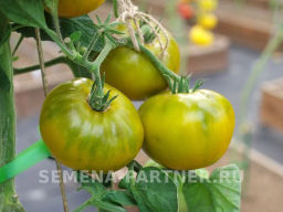 Томат Зеленая Тайна Личинки - Партнер фото 4