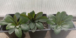 Энотера (жёлтый цветок) - 1000корней фото 2