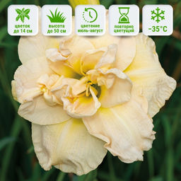 Лилейник Икебана Стар