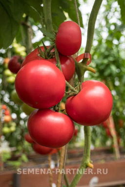 Томат Королева - Партнер фото 7