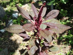 2 шт. Амарант (трава и цветы) - Мариславна фото 2