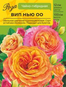 Роза Вип Нью ОО (Чайно-гибридная) С ЦВ.НАКЛЕЙКОЙ 1шт