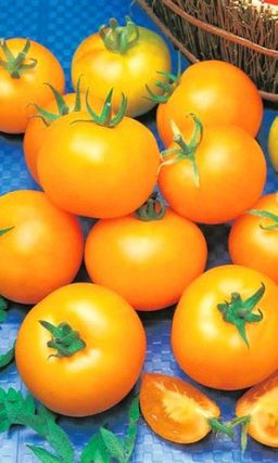 Томат АПЕЛЬСИН Листвы не видно от обилия плодов!