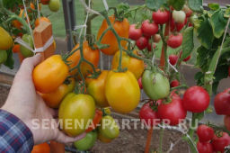 Томат Оранжевый Папа - Партнер фото 4