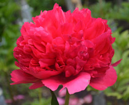 ПИОН Кора Стаббс Разбор 2/3 n Кол-во упак., шт 1