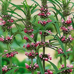 Пустырник сердечный Самарский 0,05г (Аэлита)