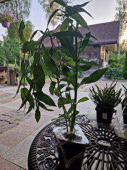 Физостегия Кристал Пик Вайт