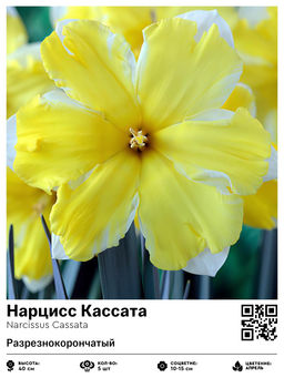 Нарцисс Кассата (Разрезнокорончатый)