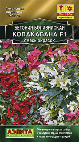 1289A Бегония боливийская Копакабана F1, смесь окрасок 5шт