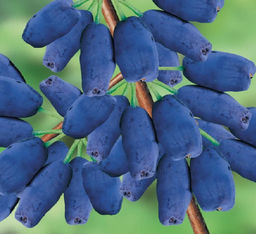 Жимолость Лазурная (коробка) 1шт