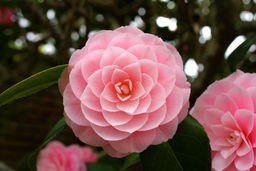 Камелия (горшок С10)