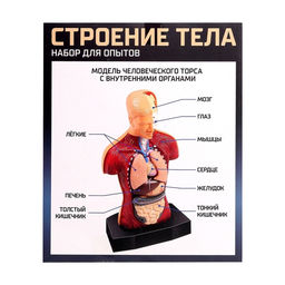 Научный опыт Строение тела - Эврики фото 23
