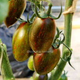 Атомный виноград Брэда - Tomatia фото 3