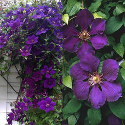 Клематис Джипси Квин - Долина роз фото 4