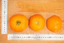 Томат Сувенир - Партнер фото 7