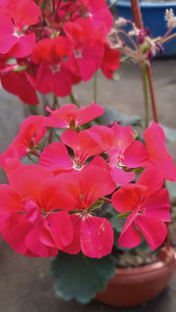 Пеларгония (Герань) красная