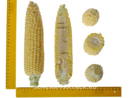 Кукуруза Саммер Свит - Партнер фото 7