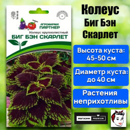 Колеус шлемниковидный крупнолистный Биг Бэн Скарлет - Партнер фото 2