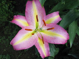 ЛИЛИЯ Хокус Покус Разбор 12/14 Кол-во упак., шт 5