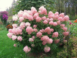 Гортензия метельчатая Фантом - Долина роз фото 2