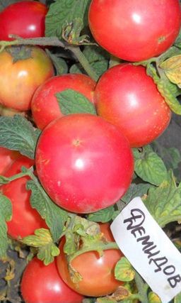 Томат ДЕМИДОВ Отличная завязываемость при колебании температуры! Безумно сладкий!