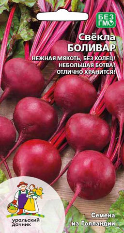 Свёкла БОЛИВАР  Нежная мякоть, без колец! Компактная ботва! Великолепное хранение зимой!