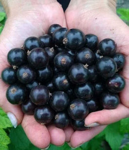 Смородина Селеченская черная (коробка) 1шт