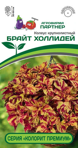 3313P Колеус "КОЛОРИТ ПРЕМИУМ" БРАЙТ ХОЛЛИДЕЙ 5шт