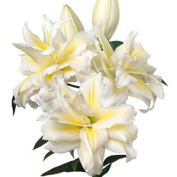 ЛИЛИЯ Роузлили Людвина Разбор 12/14 Кол-во упак., шт 5