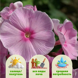 Флокс метельчатый Пинки Хилл - Долина роз фото 2