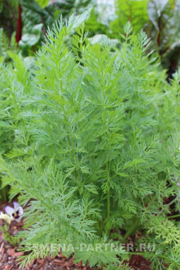 Тмин Аппетитный - Партнер фото 2