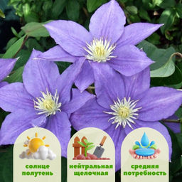 Клематис Бьюти оф Вочестер - Долина роз фото 2