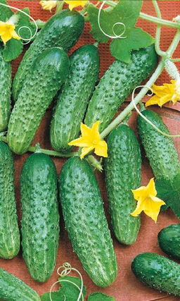 Огурец ЧУДО НА ЗАСОЛ F1 Очень дружное плодоношение! Можно сделать заготовок и на себя, и на друзей, и на соседей - запаситесь банками заранее!