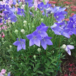 Ширококолокольчик (платикодон) синий