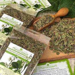 Грушанка круглолистная (лист) - Мариславна фото 4