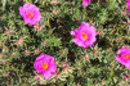 Портулак махровый розовый - Аэлита фото 3