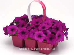 Петуния Изи Вэйв Виолет каскадно-ампельная - Партнер фото 6