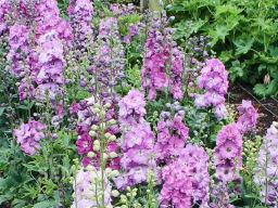 Дельфиниум Мини Пинк - Партнер фото 4