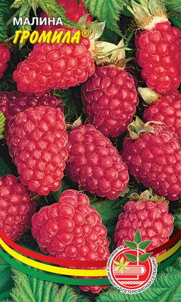 Малина ГРОМИЛА Ягоды крупные, ароматные, очень приятного сбалансированного кисло-сладкого вкуса!