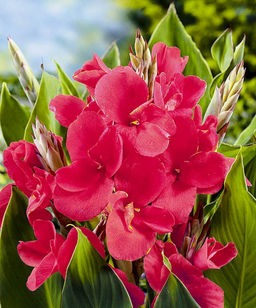 ПИОН Алиса Хардинг Разбор 2/3 n Кол-во упак., шт 1