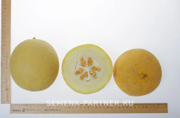 Дыня Майорка - Партнер фото 6