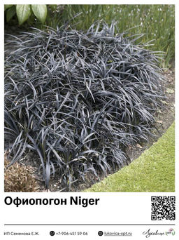 Офиопогон Niger (Плоскострельный)